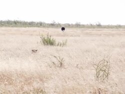 WS Leopard Going For The Prey Stock Footage