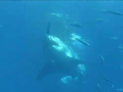Low Angle pan-right - A great white shark thrashes past smaller fish. Stock Footage