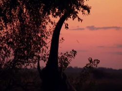 Linyanti Wildlife Reserve News Clip