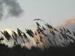 sea oats Stock Footage