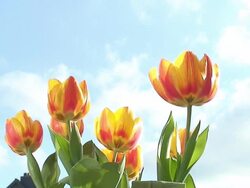 Tulips against a blue sky Stock Footage