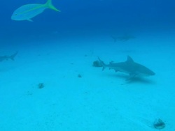 Grey reef shark, Carcharhinus amblyrhynchos, yellowtail snappers, Ocyurus chrysurus, swim over seabed, Bahamas  Stock Footage