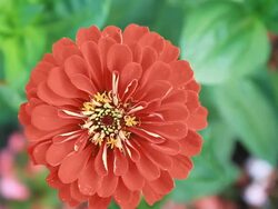 HD DOLLY: Beautiful Red Flower Head Stock Footage