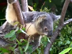 Koala feeding on eucalyptus leaves, Australia Stock Footage