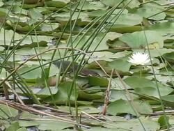 Heron Capturing a Minnow Stock Footage