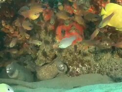 MS Geometric moray eel lying in rock crevice covered with coral and sponges / Matola, Maputo, Mozambique Stock Footage