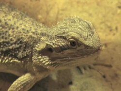 NTSC: Bearded Dragon Stock Footage