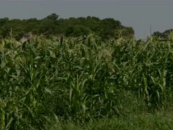 Slow pan of a corn field. Stock Footage