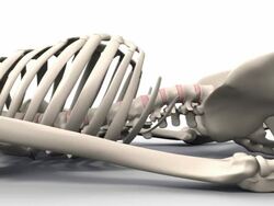 Skeleton lying down, animation Stock Footage
