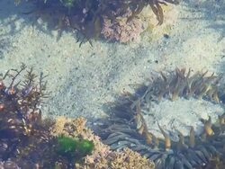 Low Tide Pool Bait Fish Swimming Stock Footage