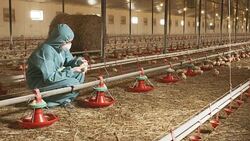 Chicken care Stock Footage