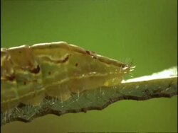 BCU Ants feeding on honeydew produced by gland of Oak Blue Butterfly Caterpillar, Australia Stock Footage