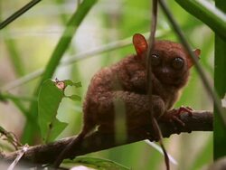 "LS through leaves of a Philippines tarsiers turning to face camera while crouched on a tree / Bohol Island, Philippines" Stock Footage