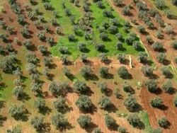 Aerial an Olive grove in the Western Galilee, Israel Stock Footage
