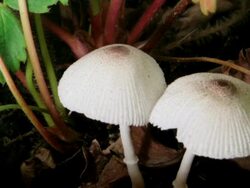 White mushroom growing HD Stock Footage