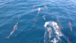 Pacific Common Dolphins Bow Riding Stock Footage