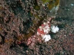 Boxer Crab hides into sand Stock Footage