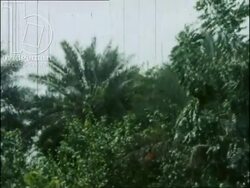 Water, agriculture and the vegetable market. UAE, 1974 Stock Footage