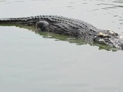 Crocodile. Stock Footage