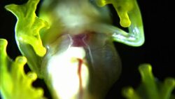 The internal organs of a glass frog are visible through its abdomen. Stock Footage