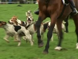 Foxhounds Hunting - Slow Motion Stock Footage