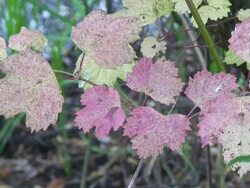Purple green leafs Stock Footage
