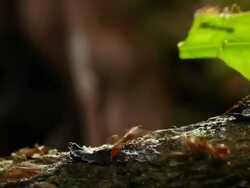 Leafcutter ants carrying leaves back to their nest. These ants use the leaves as a substrate for growing a fungus that they eat. Filmed in the Amazon rainforest, Ecuador Stock Footage