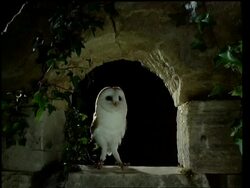 Barn owl flies into stone archway at night and lands, looks around Stock Footage