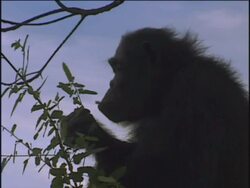 CU, Chimpanzee (Pan troglodytes) sitting on limb and eating leaves, Gombe Stream National Park, Tanzania Stock Footage