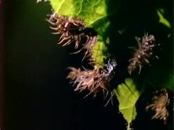 Beetle larvae eating Dipteryx leaf, time lapse, CU, Panama Stock Footage