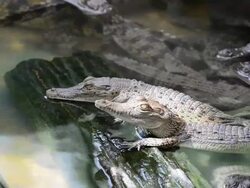 Crocodile Stock Footage