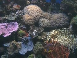 MS Shot of tropical fish swimming in aquarium with coral reef in Marine center / Eilat, Arava, Negev Desert, Israel  Stock Footage