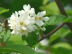 Beetle on Bird Cherry Tree Blossom Stock Footage