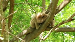 Lar Gibbon and baby playing on Tree. Stock Footage