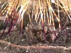 CU TS ZO Shot of Urchin and carrier crab / Lembeh strait, Sulawesi, Indonesia  Stock Footage