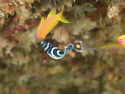 CU Shot of Several fish swimming around reef including sea goldies and juvenile angelfish / Sodwana Bay, KwaZulu Natal, South Africa Stock Footage