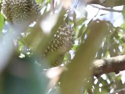 Dolly Durian on tree Stock Footage