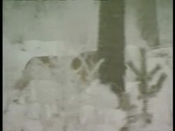 CU lone Grey wolf, Canis lupus, moving through snow and trees hunting, Arctic Circle Stock Footage