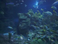 Underwater life: yellow tail fishes swimming in a coral garden Stock Footage