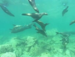 Sea Lions, large school small fish, point of view. Mexico  Stock Footage