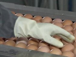 CU Eggs on conveyor belt / Anseong, Gyeonggi-do, South Korea Stock Footage