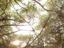 The Great Banyan Tree Forest Stock Footage