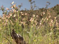 MS Shot of Field of wild spring flowers including common Cape tulips / Namaqualand, Northern Cape, South Africa Stock Footage