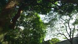 Trees and shrubs form a canopy next to a building. Stock Footage