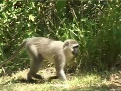 Wild Monkey running in South Africa Stock Footage