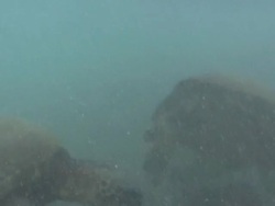 Swimming Turtle in Hawaii Stock Footage