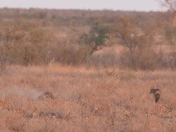WS View of Honey badger walking through scrub with black back jackal  / Central Kalahari Game Reserve, Botswana Stock Footage