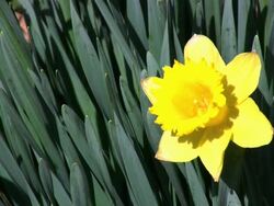 Daffodil Spring Stock Footage