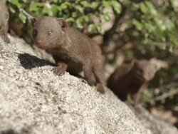MS PAN Group of mongoose / Hoedspruit, South Africa Stock Footage