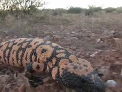 CU TS Camera follows Gila Monster (Heloderma suspectum) as it walks through the Mojave Desert. /Utah, USA Stock Footage